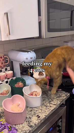 How Feeding My Spoiled Cats Turns into a Kitchen Adventure