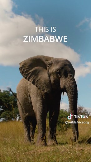 🫶 Welcome to Zimbabwe! From iconic wildlife, natural wonders, and historic sites of global significance, to warm and welcoming people, thriving cities, unique cuisine, and both cultural and adventure experiences, there is so much to take in! 🐘 Zimbabwe has the second-largest elephant population in the world! Hwange National Park, one of the largest game reserves in Africa, is a must-visit for anyone eager to see this remarkable species in their natural habitat. 🏞️ With varied mammals, birds, 
