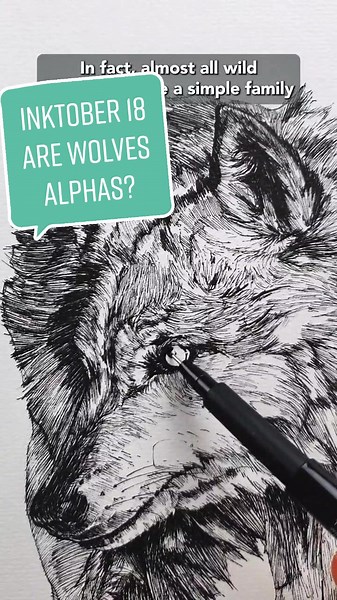 Wolves: A Family Hierarchy in the Wild