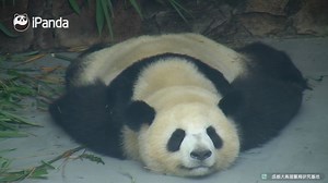 #HiPanda Is this a panda-shaped carpet, or a carper-shaped panda? | iPanda