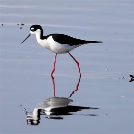 A moment of zen ✌️ Black-necked stilts stride through coastal marshes on their absurdly long pink legs, babbling and munching on flies and small invertebrates. Their slender necks and delicately tapered beaks accentuate the stilt’s striking (and goofy) appearance. When threatened, stilts put on a show. Parent stilts will dramatically feign a wing injury to lure would-be predators away from their nests. If threatened while foraging in open mud flats, stilts will draw into a tight formation and th
