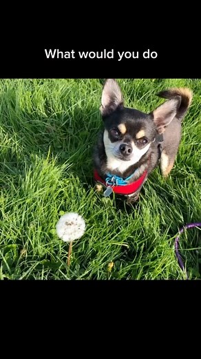 2.7K views · 381 reactions | Oh Yessss…we’ve all been there若 #beatles #chi #chihuahua #chihuahuas #chihuahualife #chihuahualife #chihuahuaoftheday #chihuahualover #chihuahuaworld #destinyschis #chico #poop #reallife #dogmom #dogmum #doglife #doglifestyle #funnyvideo #singingdog #parody #doggo #hund #hundeliebe #hond #mutt #mutts #funnyvideo #comedy #laugh #doggos #dogs #dogoftheday | Destiny’s Chis | Facebook