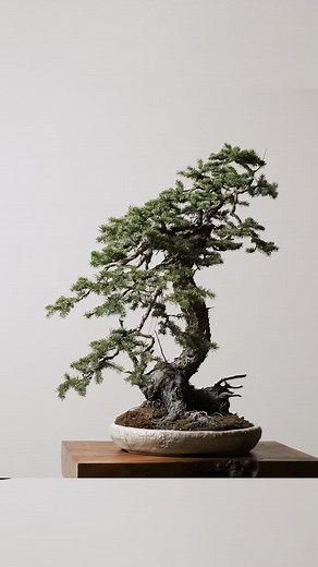 Mirai on Instagram: "Carry Forward a Living Legacy: Colorado Blue Spruce This is not your standard bonsai. With roots from the legendary “Fin” and a trunk scarred by time, this tree defies convention while embodying resilience and raw Western character. Every twist, scar, and contour tells a story of struggle, survival, and triumph. A miniature landscape in a single tree, powerful, unique, and unapologetically itself—ready for its next caretaker. The auction is live now and begins closing Saturd