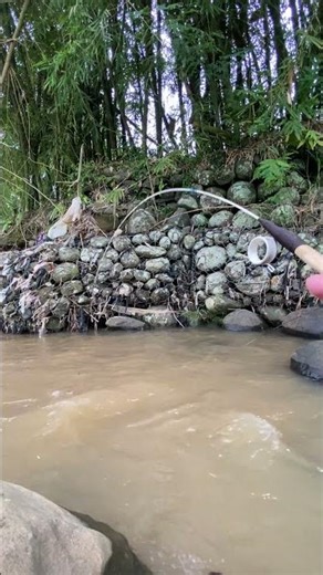 wader nya ikutan naik