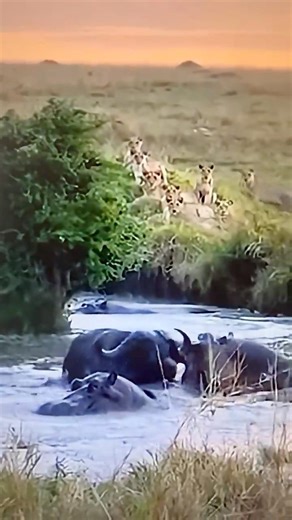 Cape Buffalo vs Lions & Hippos in a fierce battle