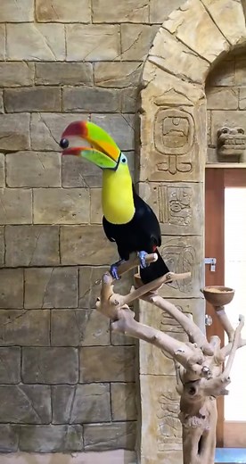 Meet the Colorful Keel-Billed Toucan at the Zoo