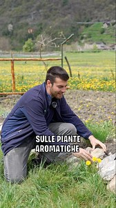 269K views · 5.8K reactions | AIUOLA di AROMATICHE  3 consigli UTILI ☀️ Vi consiglio la lettura di "ERBE AROMATICHE" il libro di @ortodacoltivare scritto dai miei colleghi Matteo Cereda e @pietroisolan Editore: @gribaudo_editore #aromatiche #orto #lavanda #rosmarino #salvia #sassi | Amico Delle Piante | Facebook