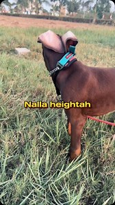 169K views · 2.7K reactions |  Ep : 26 " dog food ITEM " Worth ah ? Sorry there was a glitch happened in automated dm so for link check my bio Thanks ❤️ | Loki Man | Facebook