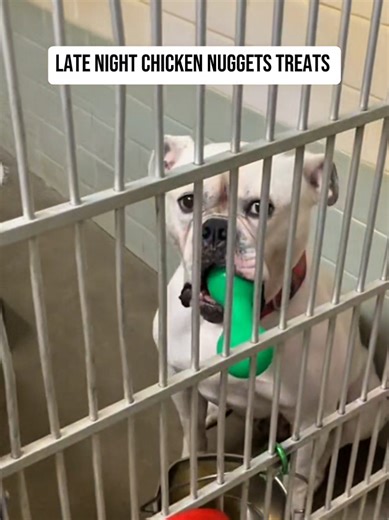 Heartwarming Moments of Shelter Dogs Finding Forever Homes