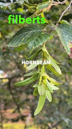 The #Hornbeam a very strong and muscular tree that could easily be mistaken for a #beech when it’s not in seed. . . . . #trees #uktrees #folklore #vikings #norse #norsemythology#medicinalplants #naturalremedies #edibleplants #wildfood #ukforagers #ukforager #forage #foraging #hardwood | Eat The Country