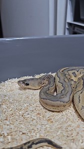 445 reactions · 3 comments | Cinnamon hypo clown male 樂 #snakelover #ballpythonlove #snek #royalpythons #morph #morphs #livingart #beardeddragon #herpetology #lizard #boa #animal #reptilelove #leopardgecko #snakelife #petsnake #gecko #clownballpython #ballpythoncollection #ballpythonmorphsofinstagram #exotic #nature #reticulatedpython #cornsnake #snakelove #snakekeeper #bananaballpython #boaconstrictor #lizards #piedballpython | Xclusive ball pythons | Facebook