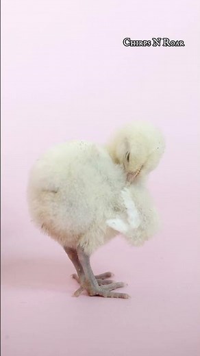 "Sweet Chirps: The Adorable Sounds of Baby Chicks" #chicks #birds ##farming