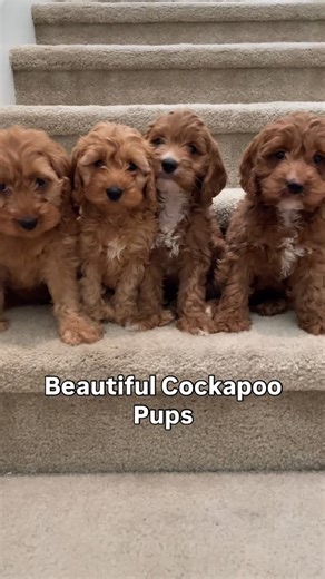 MOONPAWS PET | How lovely their big ears and puppy eyes 🥺 they are very beautiful cockapoo and have nice red and brown non shedding coat. Full of energy... | Instagram