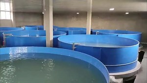 Indoor Sea Fishing Farm,Indoor Fish Farming Systems Tilapia Breeding,Biofloc Shrimp Indoor Farming