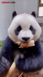 1.4M views · 54K reactions | Giant Panda Mealtimes: Don't watch this video when you are hungry. #panda (Video: Beijing Zoo) | China Focus | Facebook