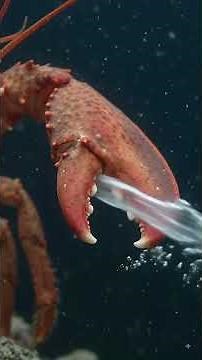The Shrimp That Creates an Underwater Shockwave! #OceanFacts #AmazingFacts