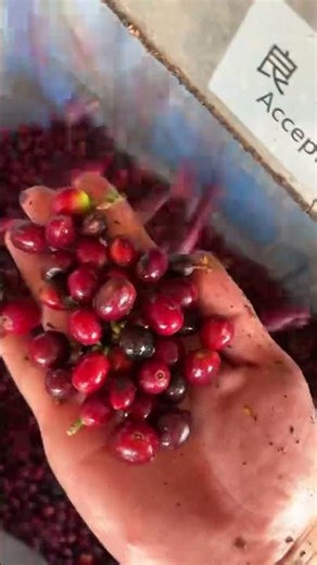 Introducing BL60W: Waterproof Belt Color Sorter for Coffee Cherries #colorsorter