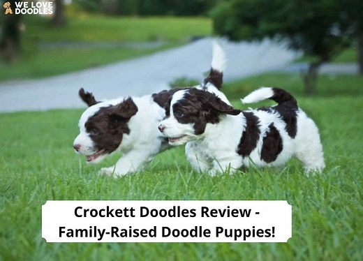 Crockett Doodles Review - Family-Raised Doodle Puppies! - We Love Doodles