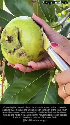 Black Sapote Harvest #farming #farmlife #livestock #blacksapote #harvest