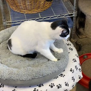 Cassie is making muffins, getting ready to take a nap in her comfy bed! 💕💕💕💕💕💕💕💕💕💕💕💕 #makingmuffins #kneadingcat #cassie #lovebug #adoptable #sweet #furball #furballfarm #happiness 🐾🐾🐾🐾 | Furball Farm Cat Sanctuary