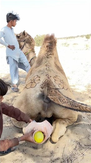 في قلب الصحراء… لحظة هدوء لا تُنسى 🐪🌅