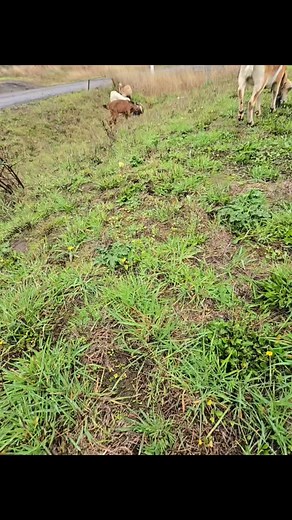 “Who needs a lawn mower when you’ve got software and goats?” @nofence #farmlife #homesteading #farmlifevibes #goatsofinstagram #goatlife #goatmom #ilovethefarmlife #goatlove #GoatTraining | Nairyna Constantino