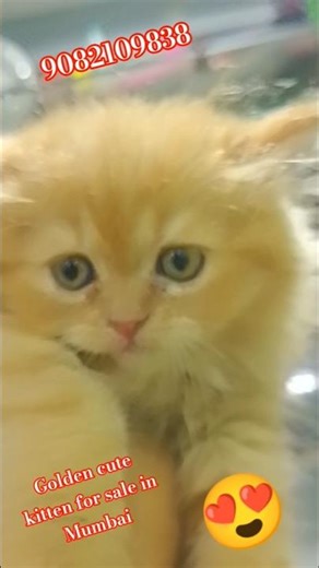 #persian💕💕#short #kitten #shorts #cute #tranding #new #funnycats #viralvideo #xtreme #cat#pets.