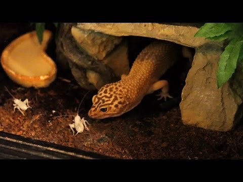 Leopard Gecko Feeding Time!