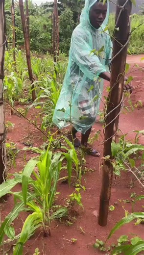 Saint David on TikTok