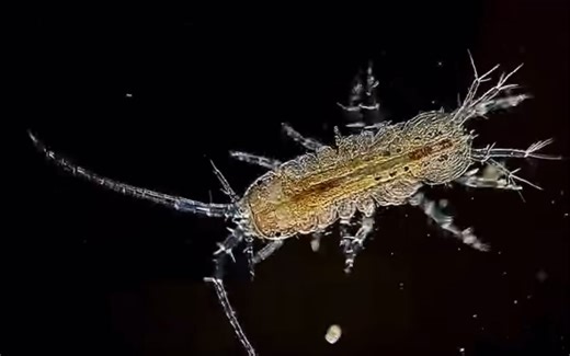 Asellidae栉水虱科物种缺肢幼体