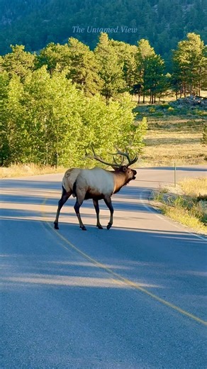 The rut was on!! 🦌🔥 One massive bull, one earth-shaking bugle, straight out of Rocky Mountain National Park. 🍂🏔️ #elkrut #bullelk #bugle #coloradowildlife #untamednature #wapiti #wildlifereels #foryoupageシ | The Untamed View
