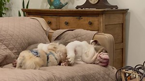 WATCHING FOOTBALL. Pretty boring. Dewey tries to take a nap. “Tries” is the operative word. Jackpot is bored too and wants to play. I’d rather watch this than the game. DEWEY JUST WANTS TO SLEEP. | Nick Beres NC5