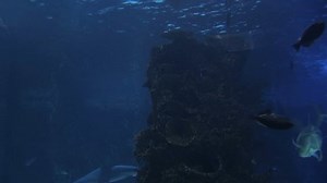 Sharks Swimming Aquarium Other Fish Stock Footage Video (100% Royalty-free) 316198 | Shutterstock