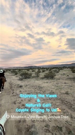 Desert concert hosted by the pack of Coyotes! #mvrjoshuatree #horses #trailride #joshuatree #travel