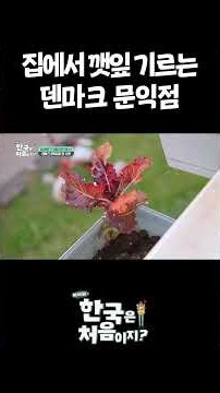 집에서 깻잎 기르는 덴마크 문익점 #어서와한국은처음이지 #외국인