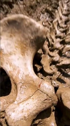 How Fossils Are Formed | Step-by-Step Explained.#shortsfeed #dinosaur #shortvideo #shots @echobones