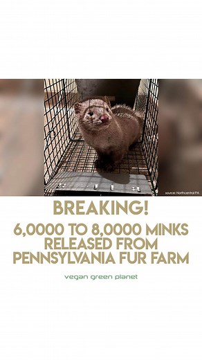 1.1K views · 20 reactions | BREAKING! ALF MINK FARM RELEASE!...