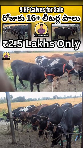 9.9K views · 382 reactions |  9 HF Calves for Sale   Waddicherla, Lingala Ghanpur (Jangaon District) 戮 Owner: Harish – 7989153050  Price: ₹2,50,000  Age: Below 18 Months  Mother Milk Capacity: 16+ Litres #HFCalves #CowFarming #DairyFarm #TelanganaFarms #RaithuMitrudu #FarmAnimals #LivestockSale #JangaonFarms #FarmLife | Raithumitrudu | Facebook