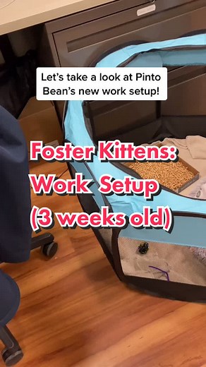 Updated setup now that #PintoBean is a little more mobile! #fosterkittens #beankittens #animalshelter life