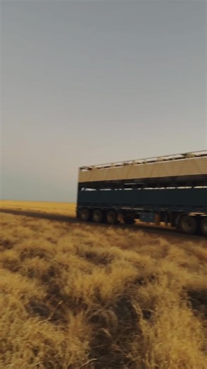 4.4K views · 86 reactions | This month has not only seen the introduction of a new service but even more exciting, the addition of PT06 to our fleet.  We are thrilled with the progress made in 2025 and are eager to finish the year strong, carrying this momentum into an even bigger 2026.  #PocockTransport #Kenworth #LivestockTransport #AustralianTrucking | Pocock Transport | Facebook