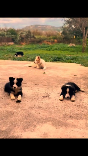 5.8K views · 372 reactions | So cute殺 Tiktok- @ innerglowbordercollies | BorderCollie | Facebook