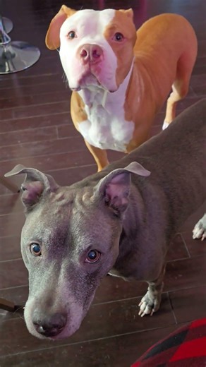 Break time with Break Patrol #dogs #pitbull #shorts #subscribe #dogshorts