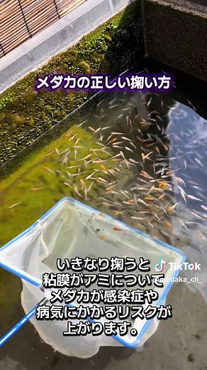 メダカの正しい掬い方と飼育方法