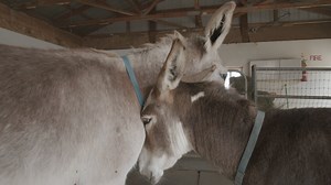 These rescue donkeys are available for snuggles 💖 | The Dodo