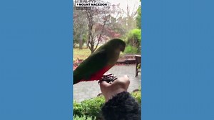 Parrot eats out of woman's hand