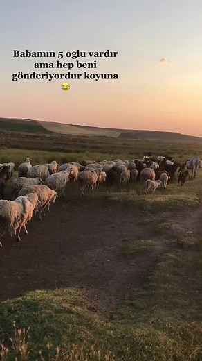 #köksallarbesicilik #hayvancılık🇹🇷 #canavarlar🐺 #kangal_tr #masallah🧿 #babasitemi 😂