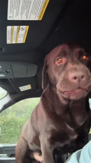 I think Moose wants some 🥓 🐶😂 #hungrydog #funny #labrador #bacon #moose