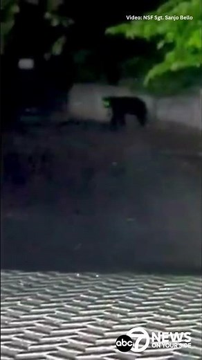 BEAR SIGHTING: Bear caught on camera rummaging through trash near NSA Bethesda
