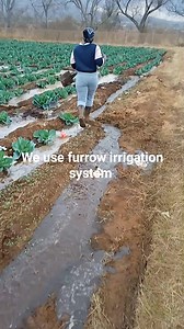 We use furrow irrigation systems #reelvairel #reelsfbシ #highlightseveryonefollowers2025 # #agriculture #farrowirrigaton #highlightsシ゚ #highlights2025 #highlightseveryone #highlightseveryonefollowers if you are a beginner and you don't have money to buy drips , you can try farrow irrigation system ❤️💯 | Anita Mavezera the young female farmer