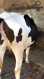 5.4K views · 10K reactions | DairyFarming♥️#viral #trending #trendingreels #reels #viralvideos #instagramreels #viralreels #trend #india | Mansa Dairy Farm | Facebook